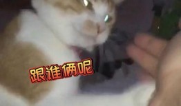 铲屎官最新爆料7月3日,铲屎官独家爆料，宠物界重大事件揭秘！